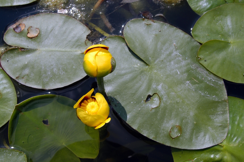 Кубышка (Nuphar). Кубышка жёлтая. Кубышка Вариегата. Núphar lútea. 2 кубышки